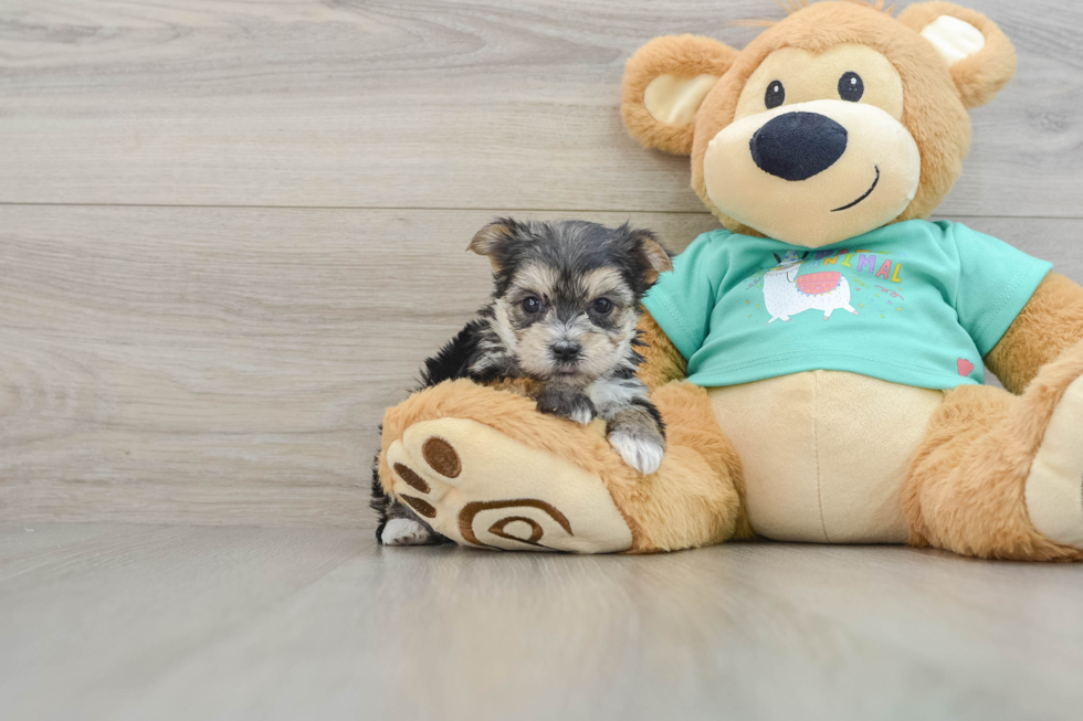 Morkie Puppy for Adoption