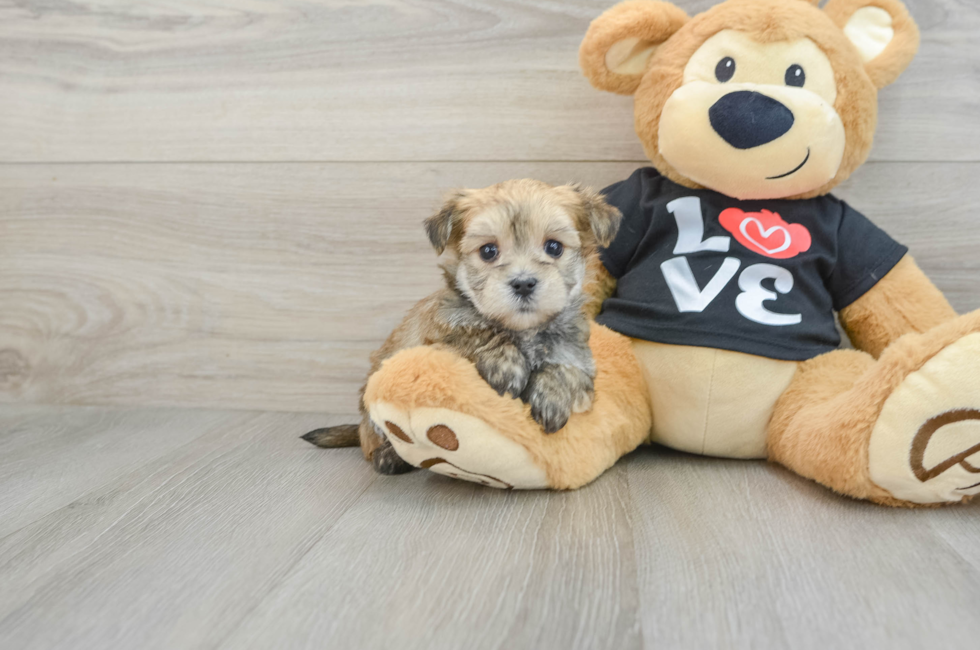 6 week old Morkie Puppy For Sale - Lone Star Pups