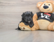 5 week old Morkie Puppy For Sale - Lone Star Pups