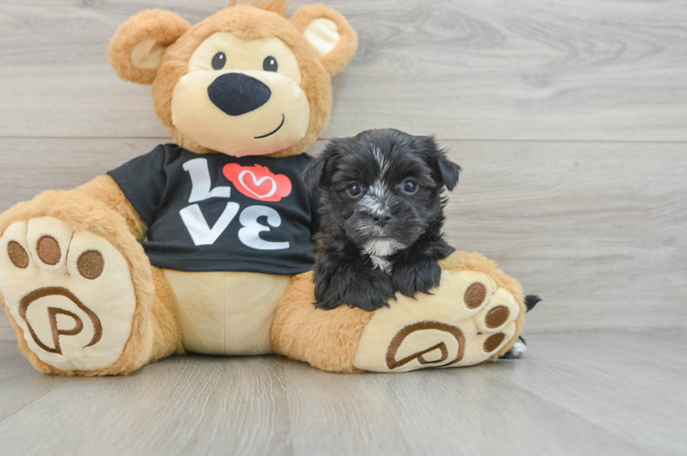 6 week old Morkie Puppy For Sale - Lone Star Pups