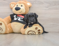 5 week old Morkie Puppy For Sale - Lone Star Pups