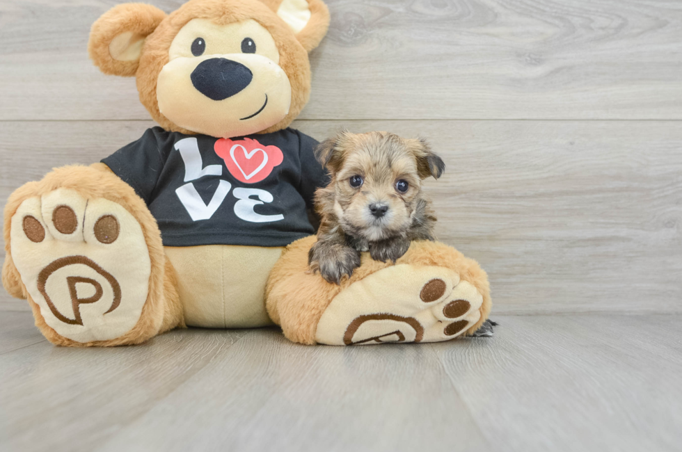 6 week old Morkie Puppy For Sale - Lone Star Pups