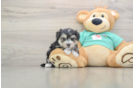 Popular Morkie Designer Pup