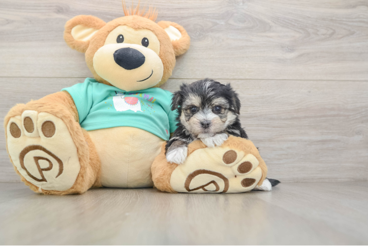 Morkie Pup Being Cute