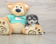 7 week old Morkie Puppy For Sale - Lone Star Pups