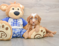 8 week old Mini Bernedoodle Puppy For Sale - Lone Star Pups