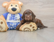 8 week old Mini Bernedoodle Puppy For Sale - Lone Star Pups