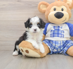 7 week old Mini Bernedoodle Puppy For Sale - Lone Star Pups