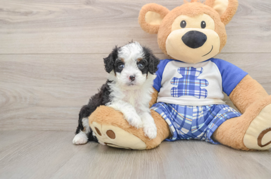 Petite Mini Bernedoodle Poodle Mix Pup