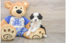 Friendly Mini Bernedoodle Baby