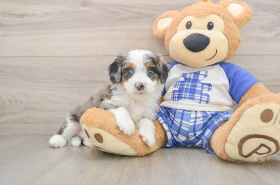 Mini Bernedoodle Puppy for Adoption