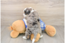 Best Mini Bernedoodle Baby