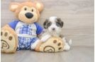 Best Mini Bernedoodle Baby