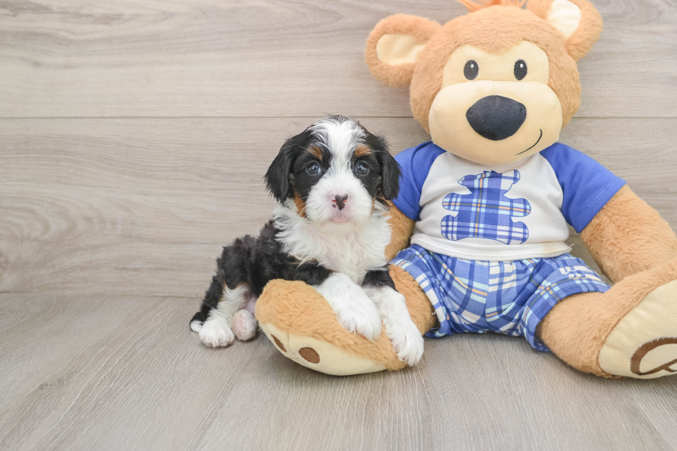 Best Mini Bernedoodle Baby