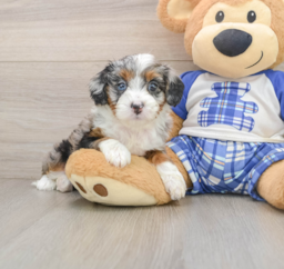 9 week old Mini Bernedoodle Puppy For Sale - Lone Star Pups