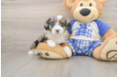 Smart Mini Bernedoodle Poodle Mix Pup