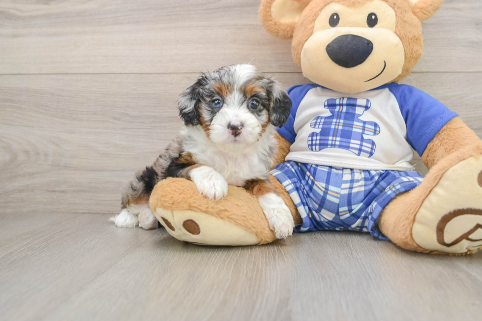 Smart Mini Bernedoodle Poodle Mix Pup