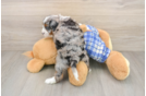 Petite Mini Bernedoodle Poodle Mix Pup