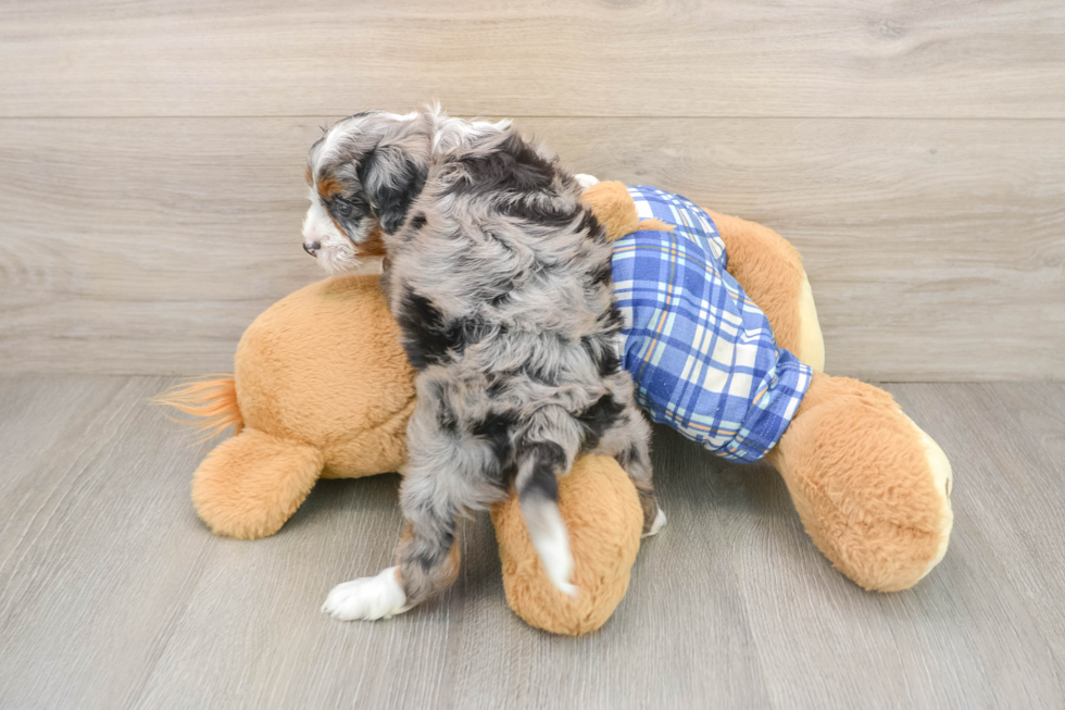 Petite Mini Bernedoodle Poodle Mix Pup
