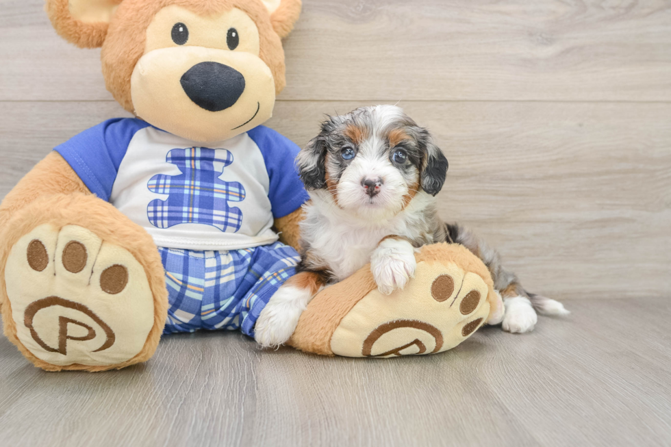 Mini Bernedoodle Pup Being Cute