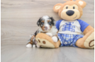 Mini Bernedoodle Puppy for Adoption