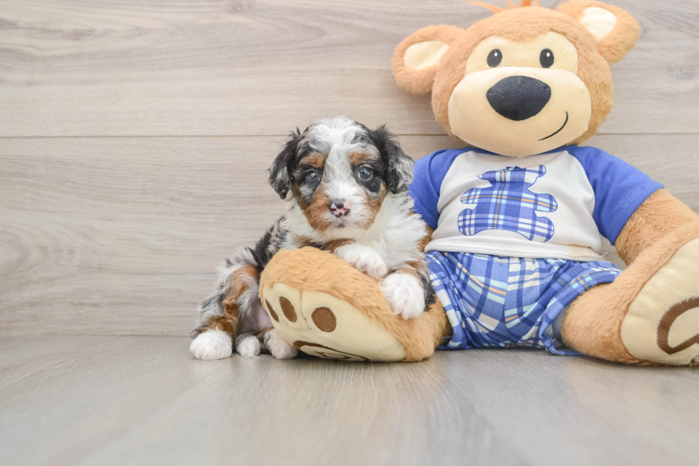 Mini Bernedoodle Puppy for Adoption
