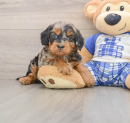 7 week old Mini Bernedoodle Puppy For Sale - Lone Star Pups