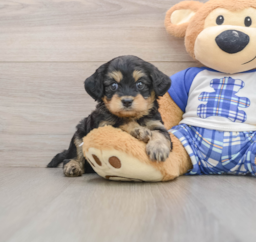 7 week old Mini Bernedoodle Puppy For Sale - Lone Star Pups