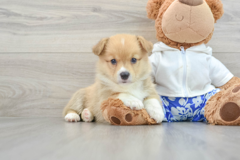 Friendly Pembroke Welsh Corgi Baby