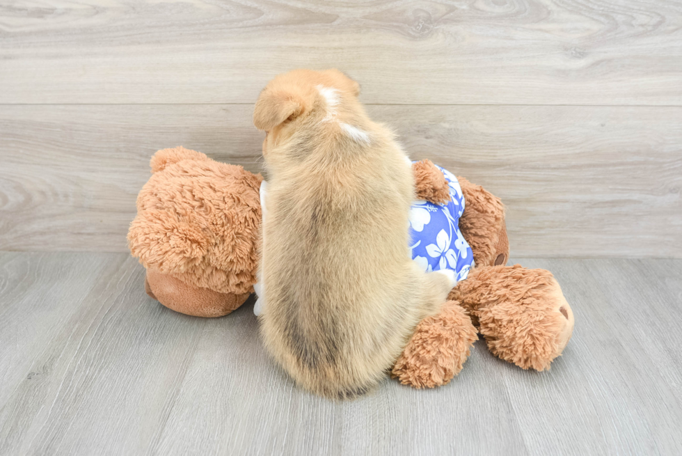 Friendly Pembroke Welsh Corgi Purebred Pup
