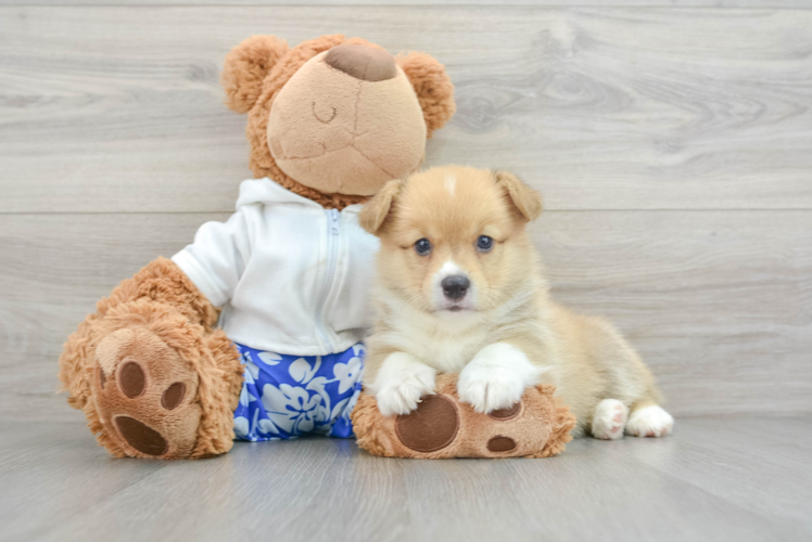Friendly Pembroke Welsh Corgi Baby
