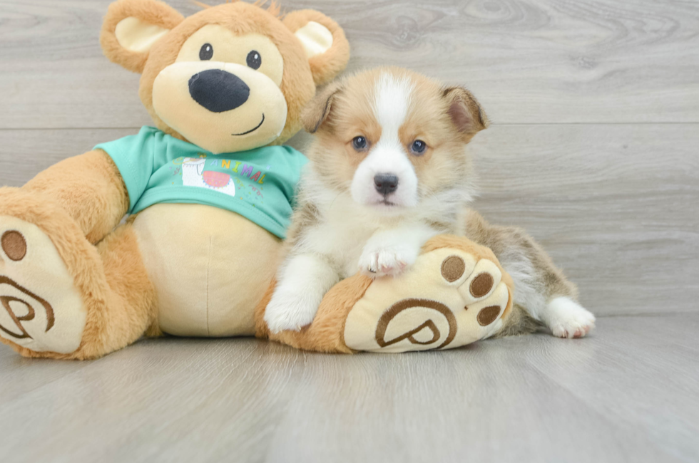 7 week old Pembroke Welsh Corgi Puppy For Sale - Lone Star Pups