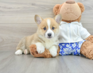 7 week old Pembroke Welsh Corgi Puppy For Sale - Lone Star Pups