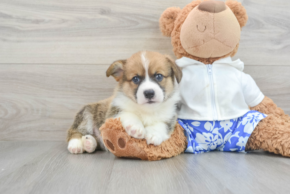 Happy Corgi Purebred Puppy