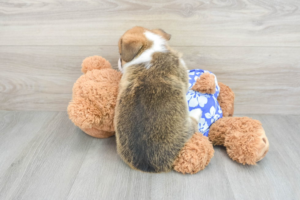 Hypoallergenic Pembroke Welsh Corgi Purebred Pup