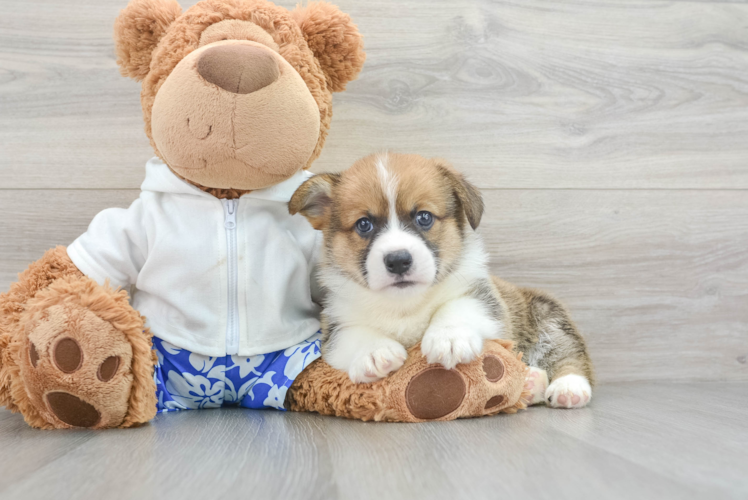 Pembroke Welsh Corgi Pup Being Cute