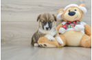 Pembroke Welsh Corgi Puppy for Adoption