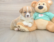 5 week old Pembroke Welsh Corgi Puppy For Sale - Lone Star Pups