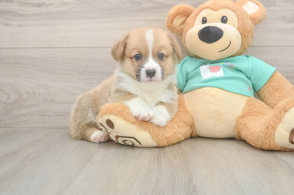 6 week old Pembroke Welsh Corgi Puppy For Sale - Lone Star Pups