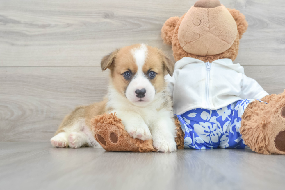 Best Pembroke Welsh Corgi Baby