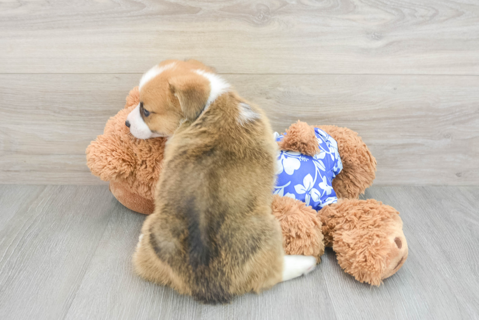 Pembroke Welsh Corgi Pup Being Cute