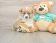 5 week old Pembroke Welsh Corgi Puppy For Sale - Lone Star Pups