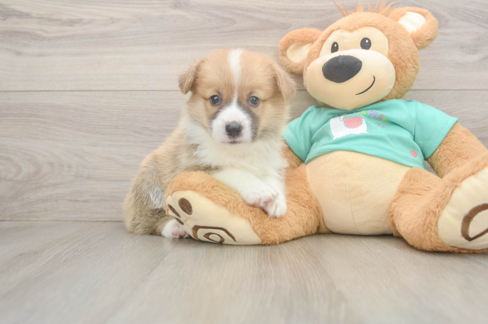 6 week old Pembroke Welsh Corgi Puppy For Sale - Lone Star Pups