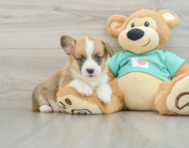 7 week old Pembroke Welsh Corgi Puppy For Sale - Lone Star Pups