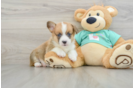 Popular Pembroke Welsh Corgi Purebred Pup