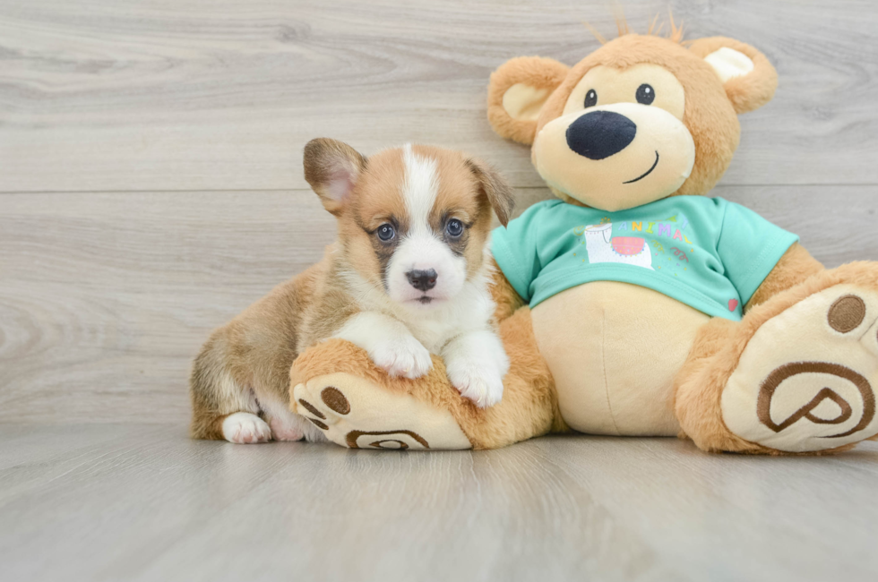 8 week old Pembroke Welsh Corgi Puppy For Sale - Lone Star Pups