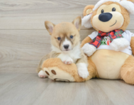 5 week old Pembroke Welsh Corgi Puppy For Sale - Lone Star Pups