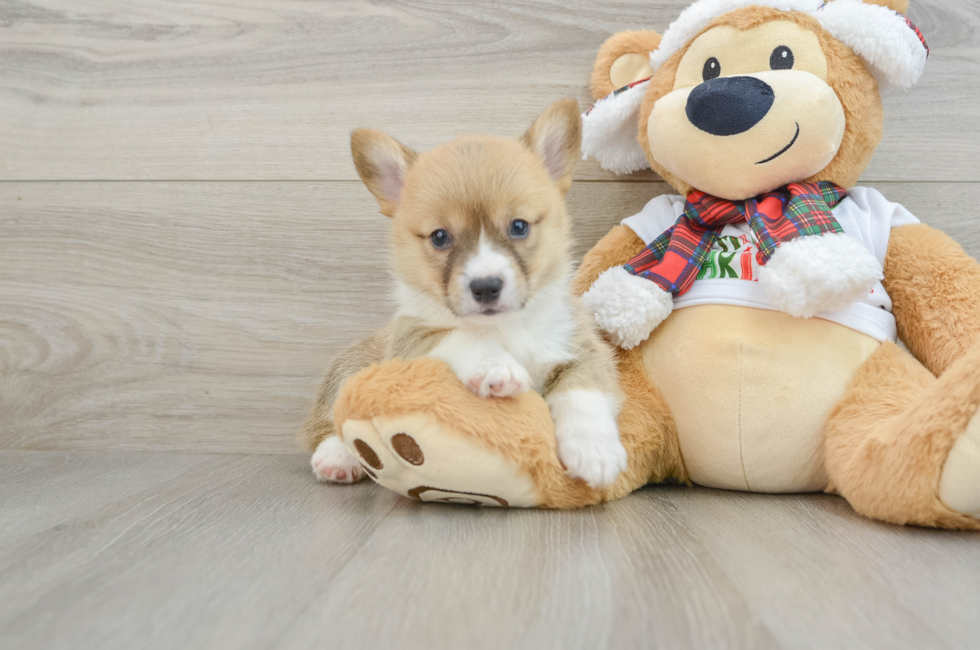 5 week old Pembroke Welsh Corgi Puppy For Sale - Lone Star Pups