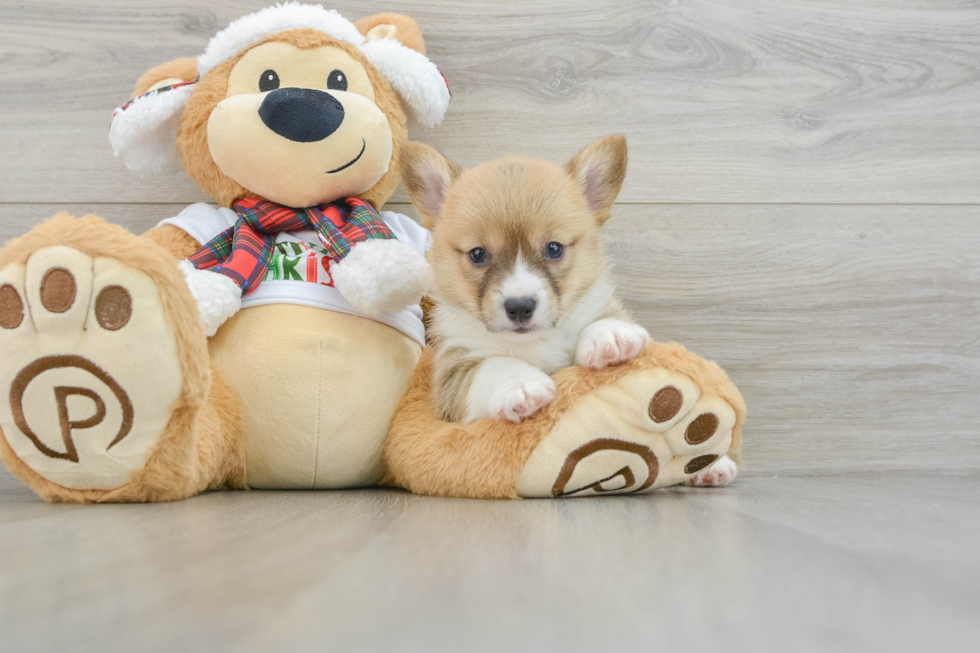 Pembroke Welsh Corgi Pup Being Cute