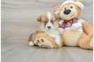 Pembroke Welsh Corgi Pup Being Cute